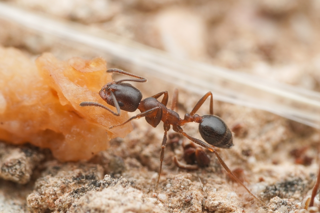 Photo de Monomorium salomonis (Fourmi de Salomon)