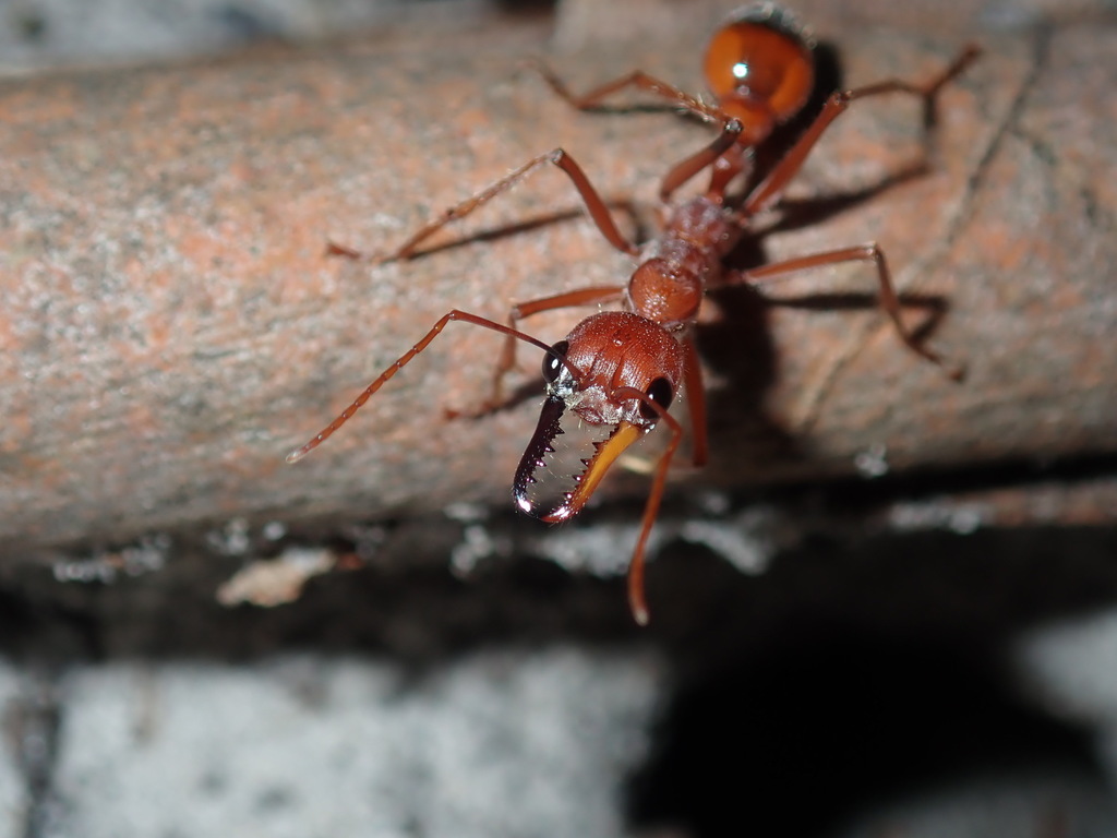 Photo de Myrmecia gulosa (Fourmi bouledogue (exotique))
