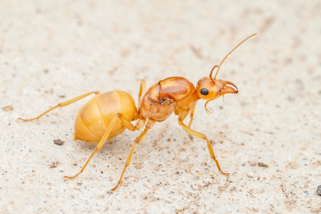 Myrmecocystus mexicanus (Fourmi pot de miel)