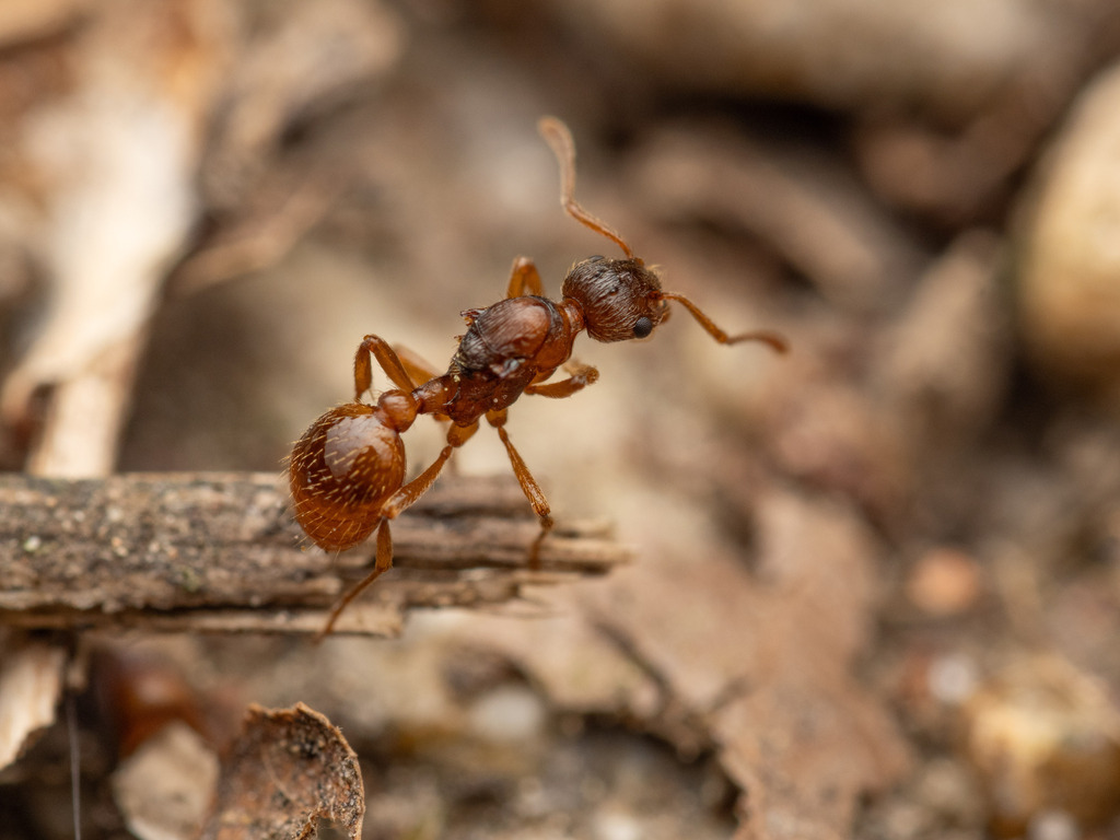 Photo de Myrmica rubra (Fourmi rouge (myrmica))