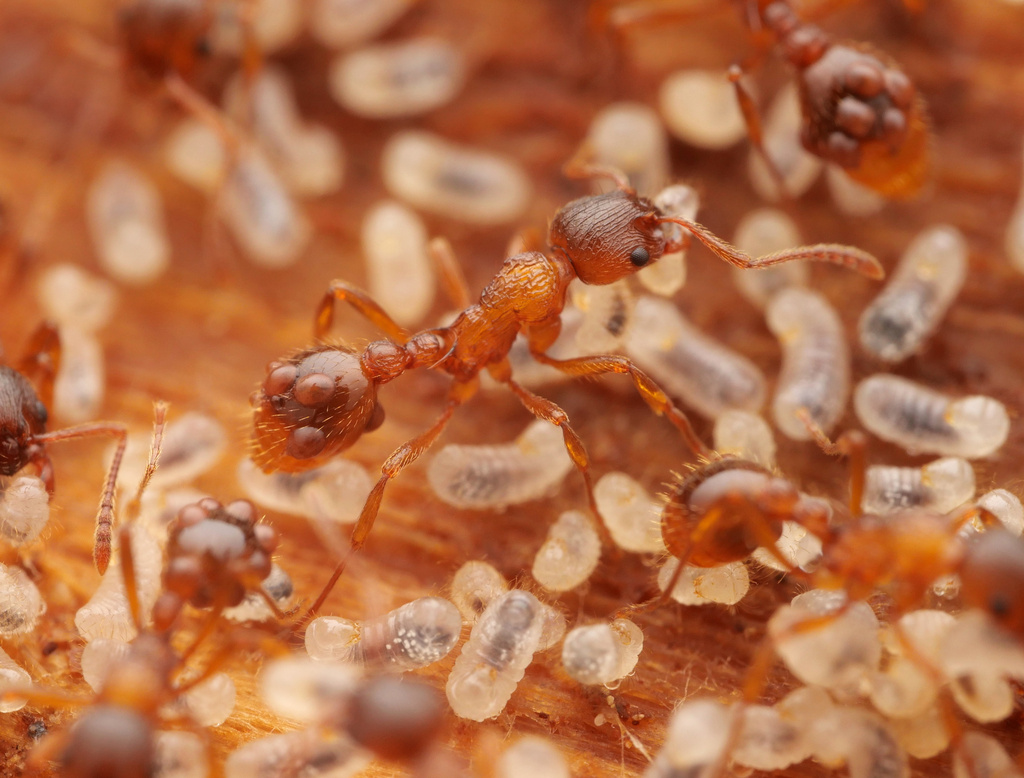 Photo de Myrmica ruginodis (Fourmi rouge des bois humides)