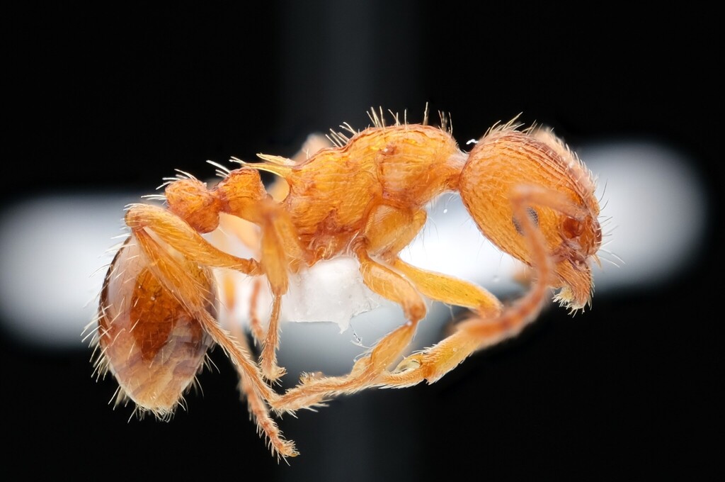 Myrmica scabrinodis (Myrmica des prés humides)