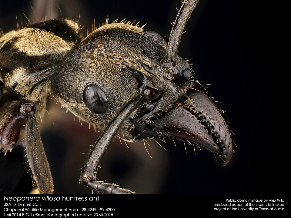 Neoponera villosa (Ponérine velue (exotique))