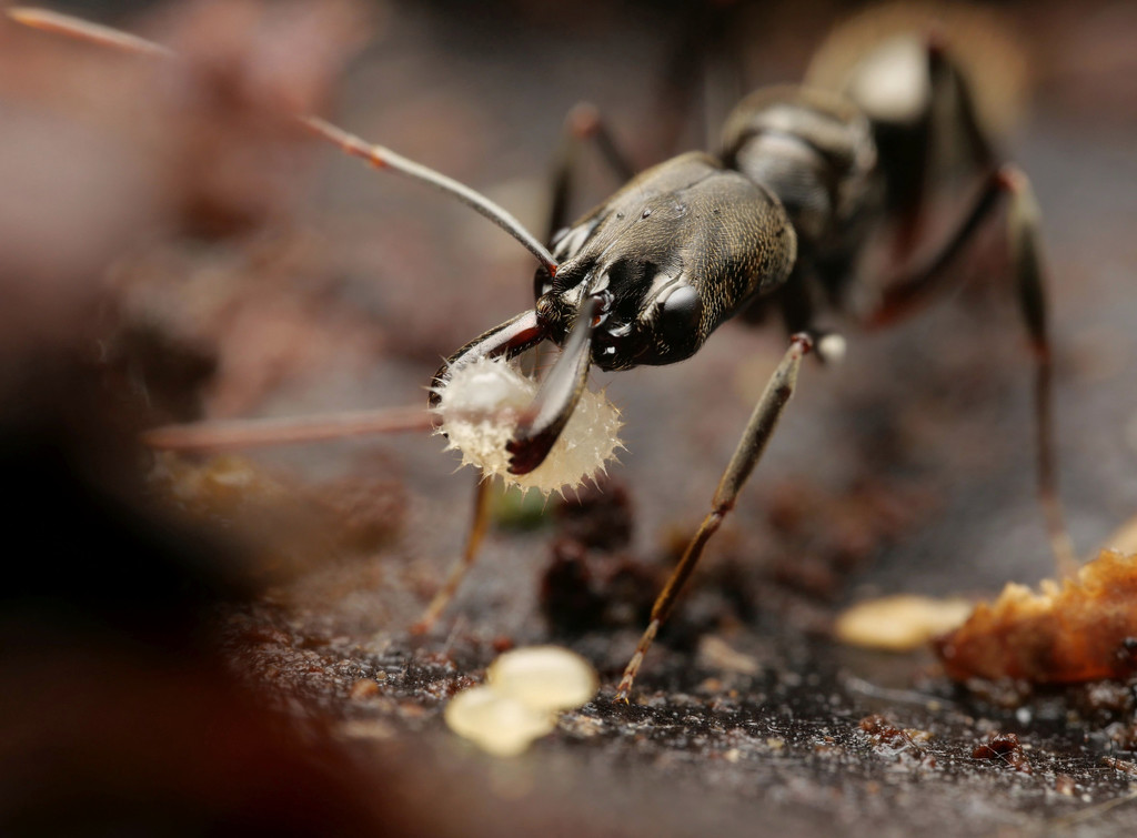 Odontomachus bauri (Fourmi à mâchoires-pièges)