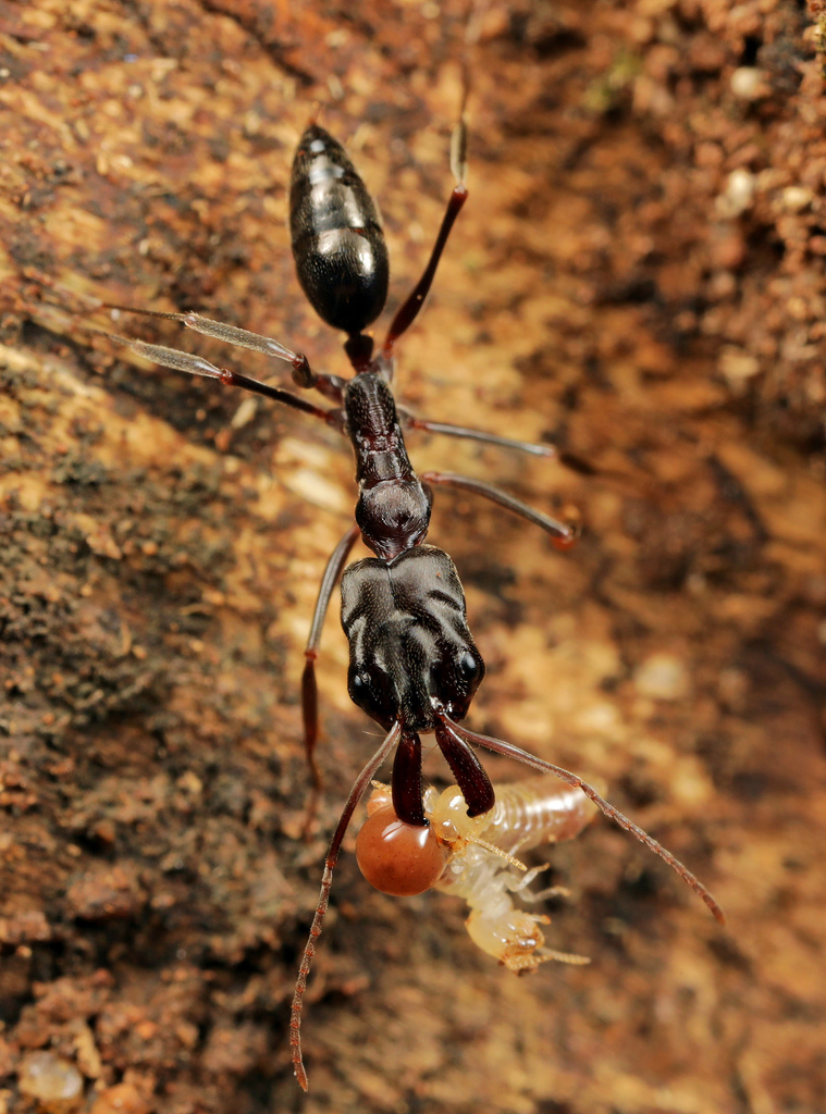 Photo de Odontomachus troglodytes (Fourmi à mandibules-pièges (exotique))