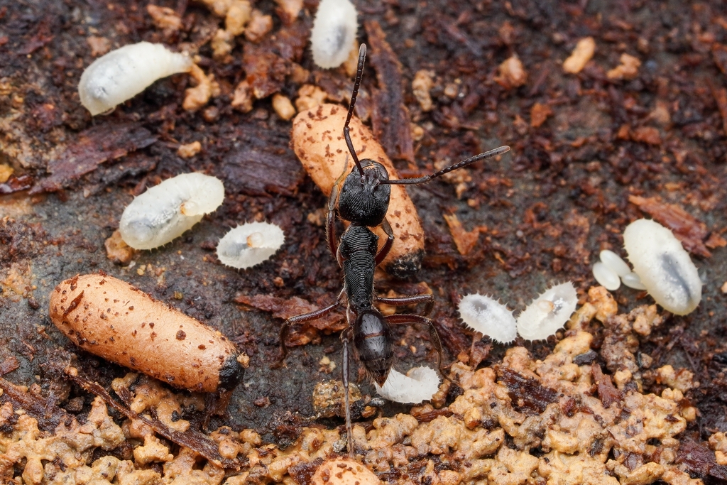 Odontoponera transversa (Ponérine de jardin asiatique)