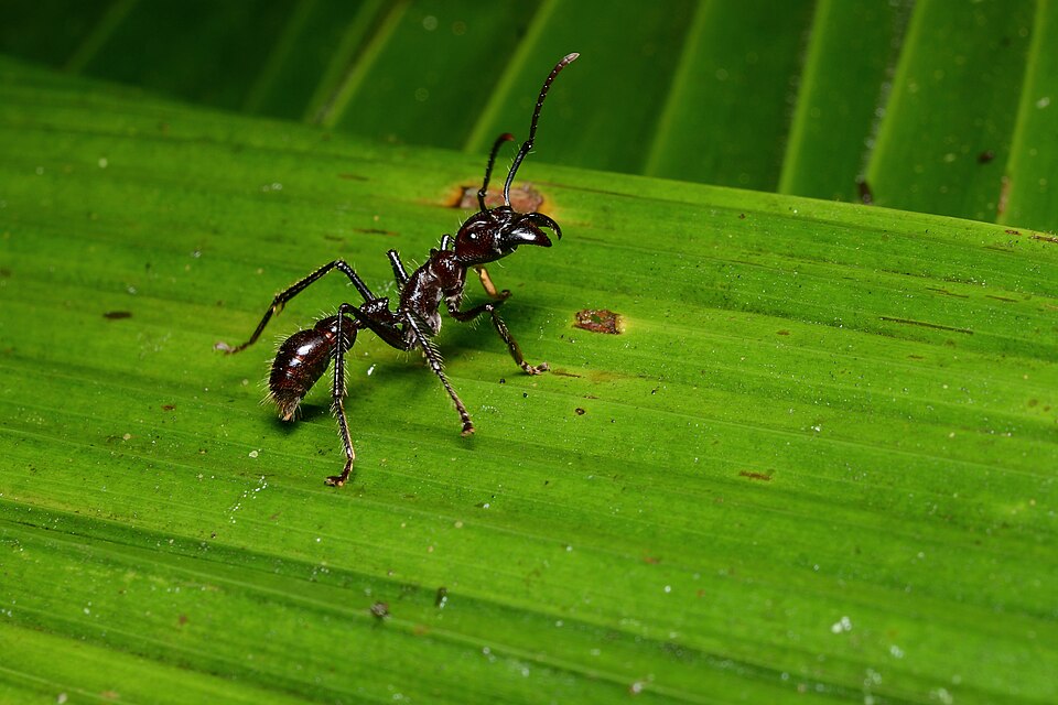 Photo de Paraponera clavata (Fourmi balle de fusil (exotique))