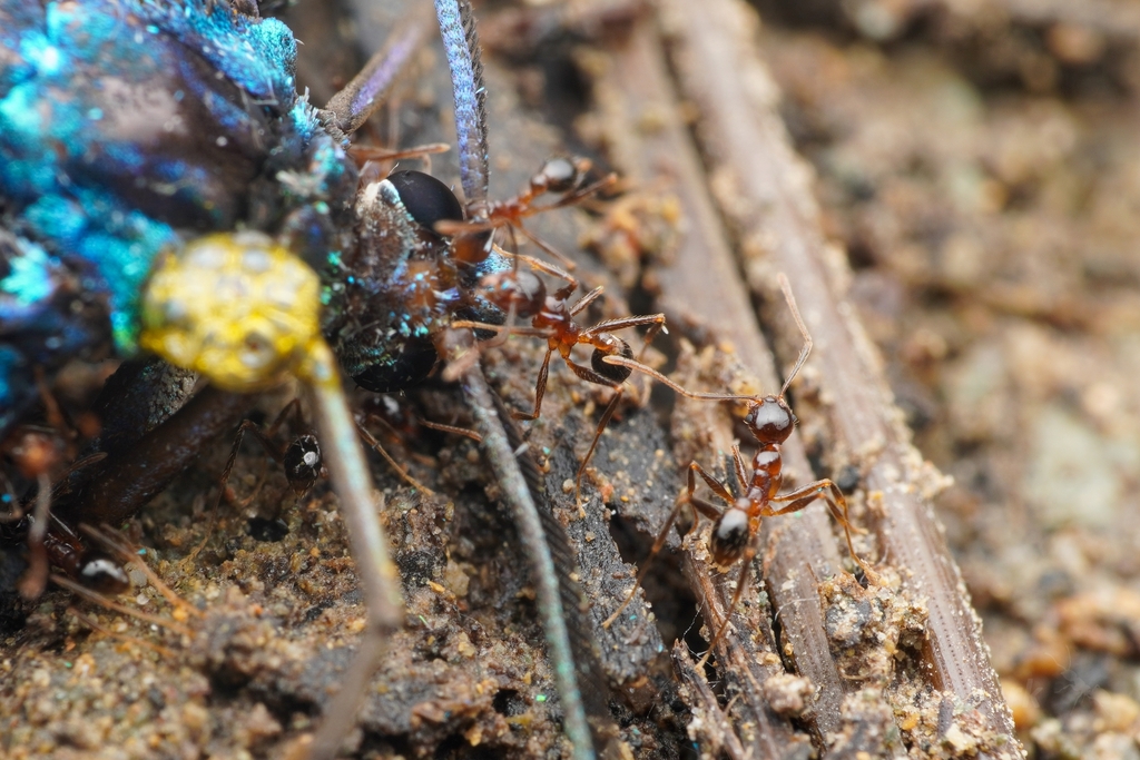 Photo de Pheidole noda (Fourmi à soldats (exotique))