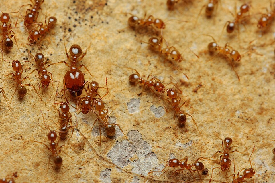 Photo de Pheidole pallidula (Fourmi à soldats)