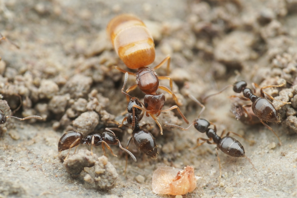 Photo de Plagiolepis pygmaea (Fourmi naine méditerranéenne)