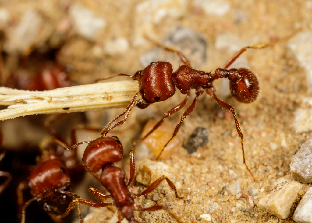 Pogonomyrmex barbatus (Moissonneuse rouge d'Amérique)