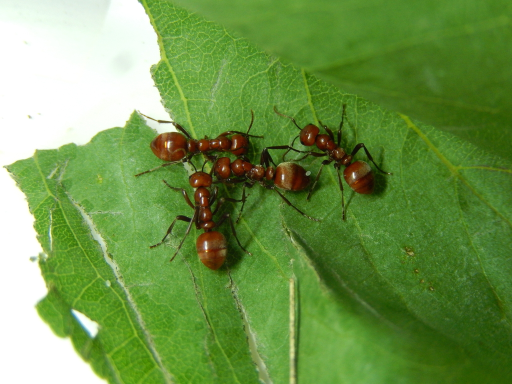 Polyergus rufescens (Fourmi Amazone)