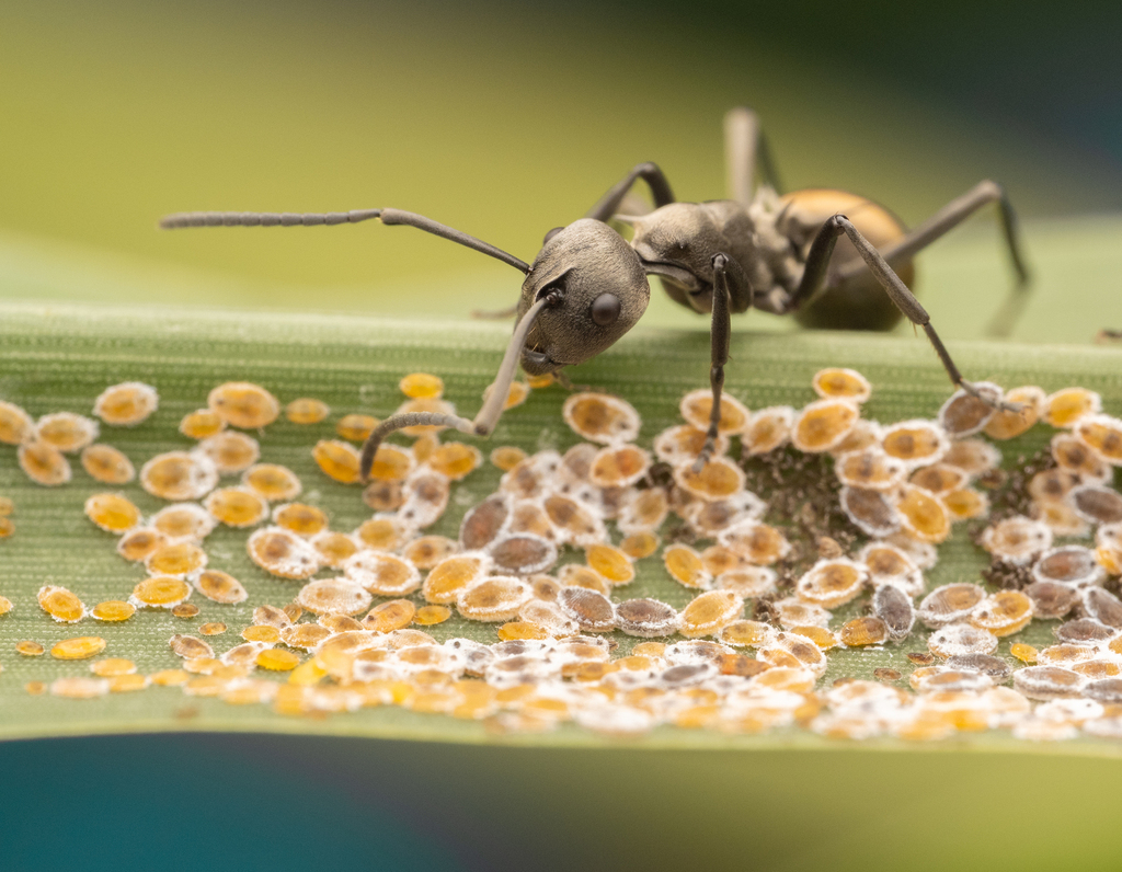 Photo de Polyrhachis dives (Fourmi tisserande des marais (exotique))