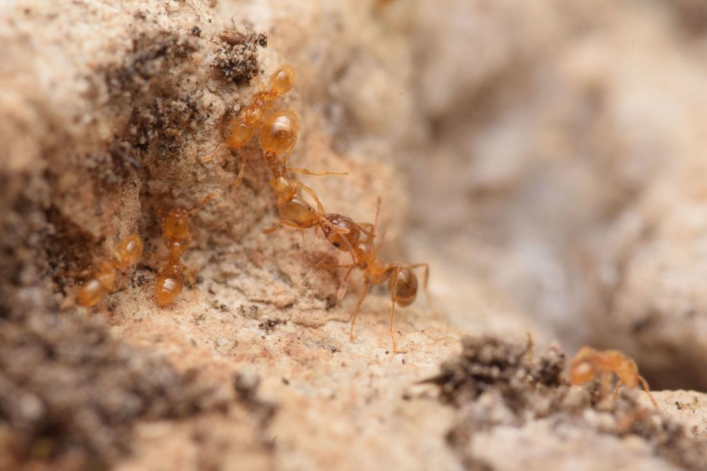 Photo de Solenopsis fugax (Fourmi voleuse)