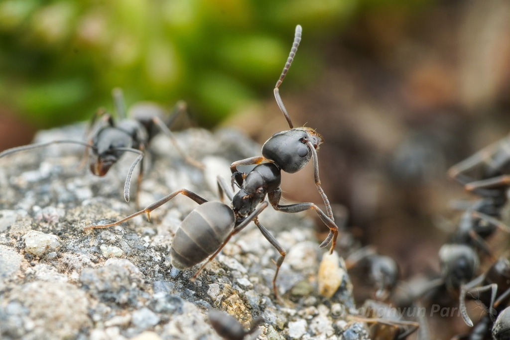 Photo de Tapinoma magnum (Fourmi à super-colonies)