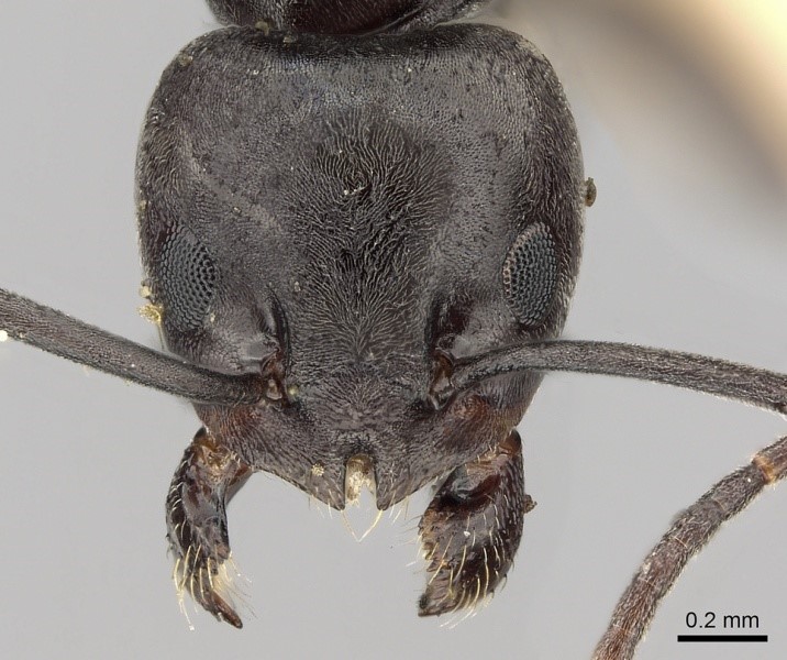 Tapinoma nigerrimum (Fourmi des jardins du Midi)