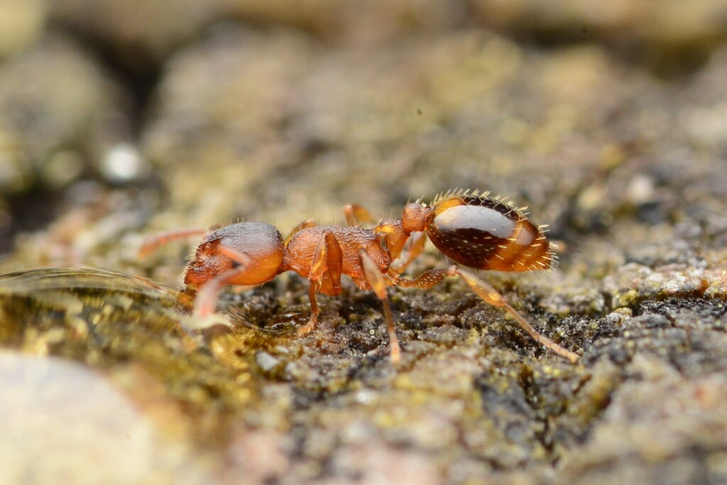 Photo de Temnothorax nylanderi (Fourmi des glands)