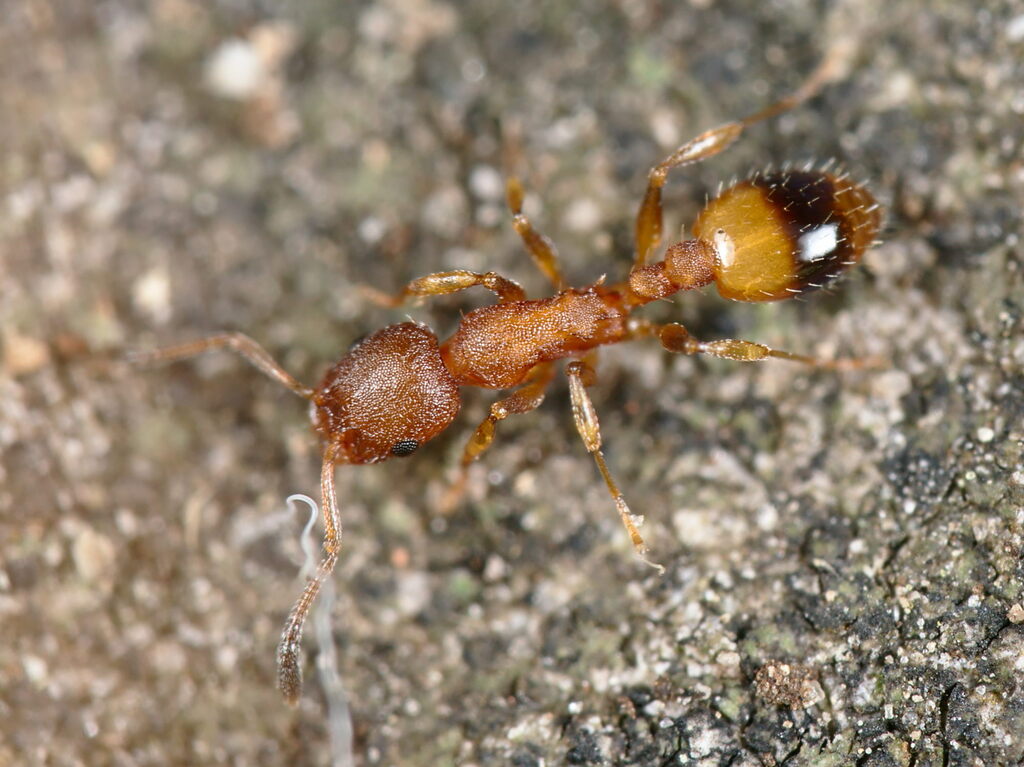 Photo de Temnothorax unifasciatus (Fourmi des brindilles)