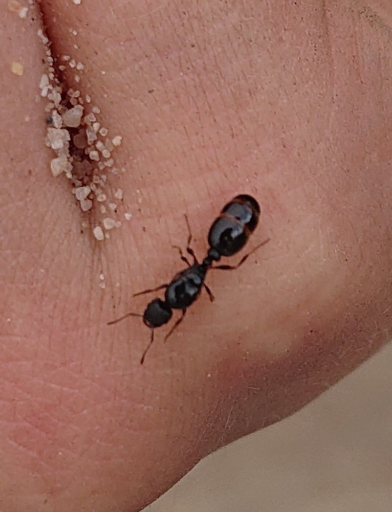 Photo de Tetramorium caespitum (Fourmi des gazons)