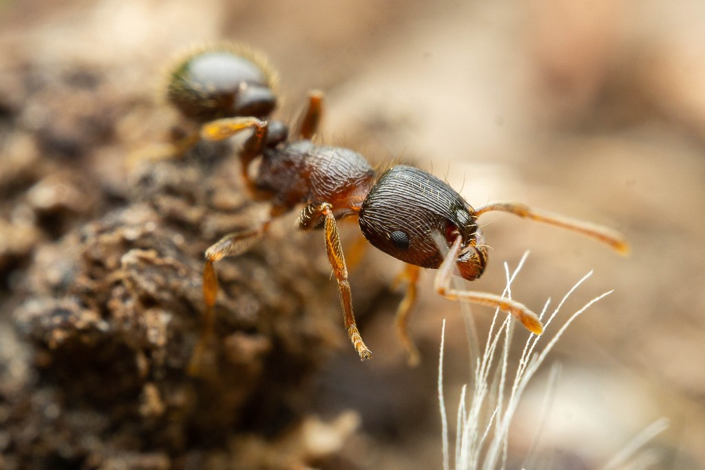 Photo de Tetramorium immigrans (Fourmi des pavés)