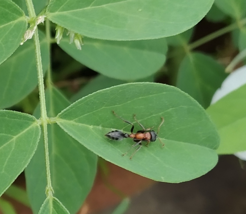 Photo de Tetraponera rufonigra (Fourmi arboricole bicolore (exotique))